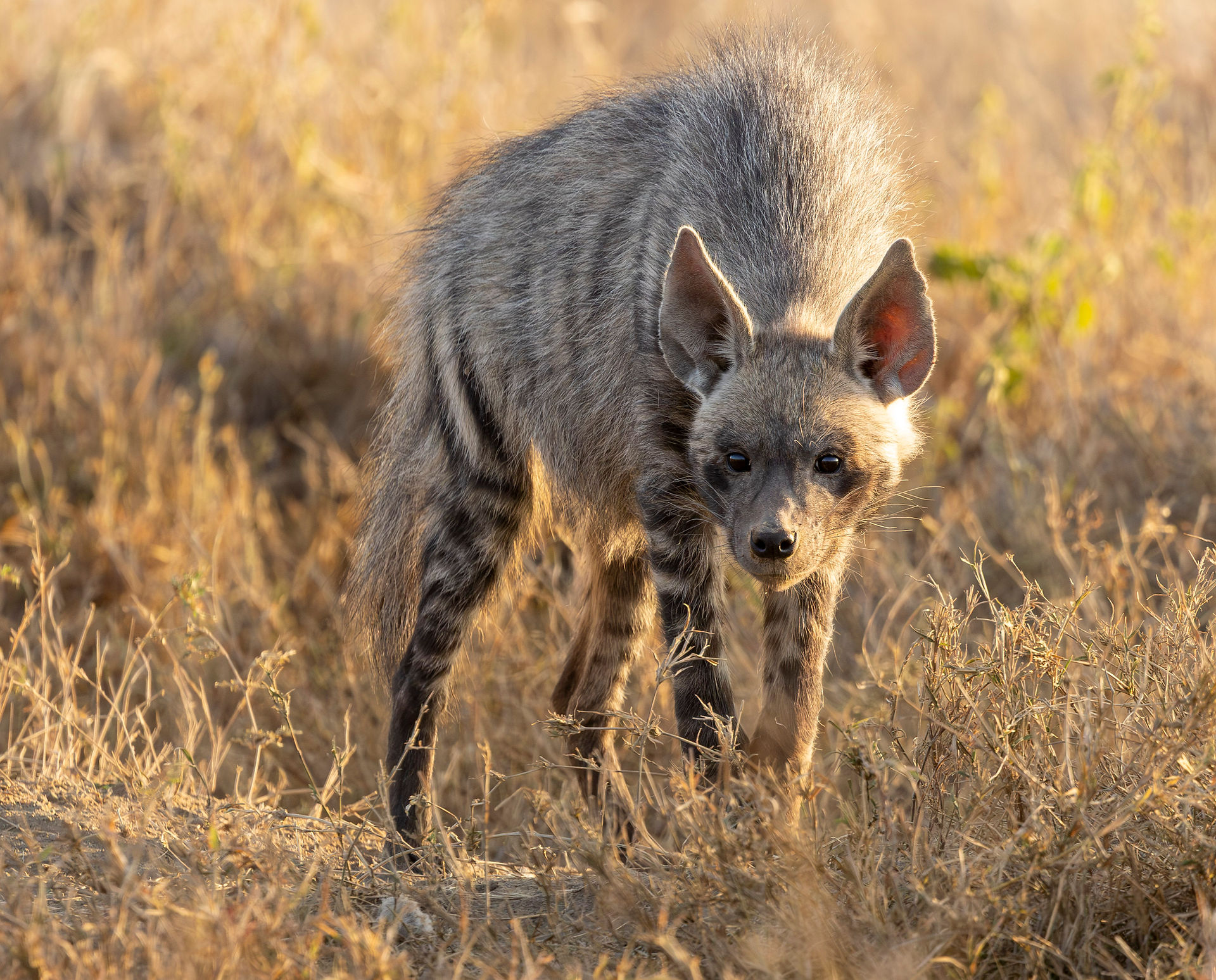 Female Striped hyena in the grass