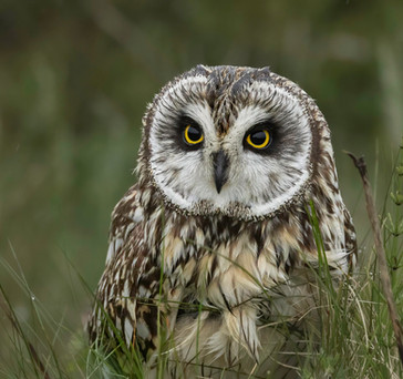Close up shot of a short eared owl
