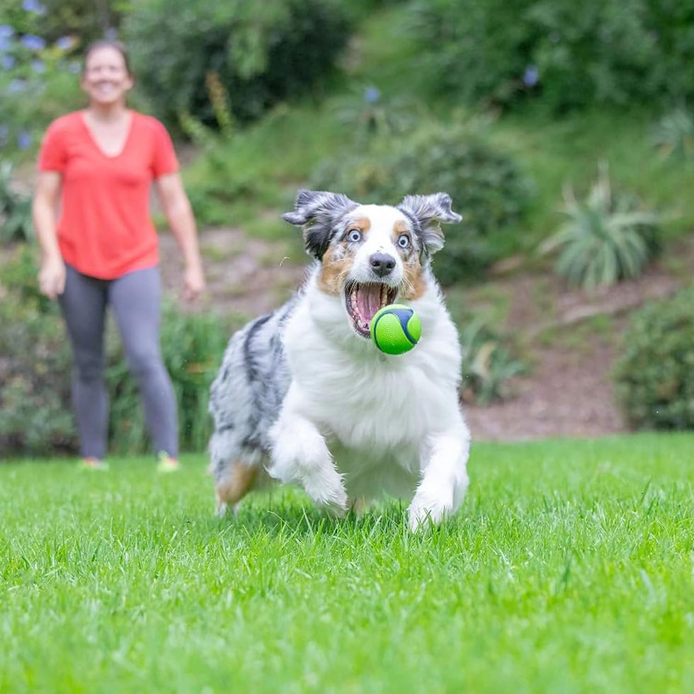 Thumbnail: Chuckit! Sniff Duo Scented Fetch Balls - Peanut Butter & Bacon (Medium 2-Pack)