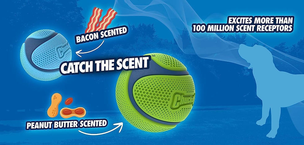 Thumbnail: Chuckit! Sniff Duo Scented Fetch Balls - Peanut Butter & Bacon (Medium 2-Pack)