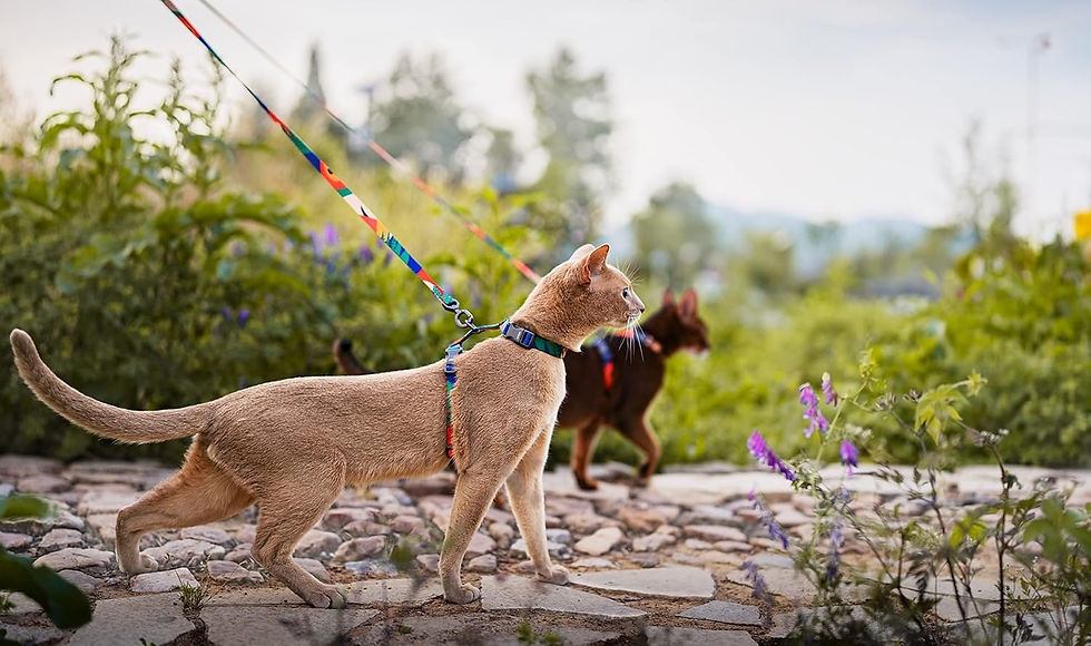 Thumbnail: Pidan Escape-Proof Cat Harness & Leash Set - Adjustable Multicolor (XL)