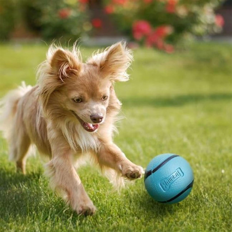 Thumbnail: Chuckit! Sniff Duo Scented Fetch Balls - Peanut Butter & Bacon (Medium 2-Pack)