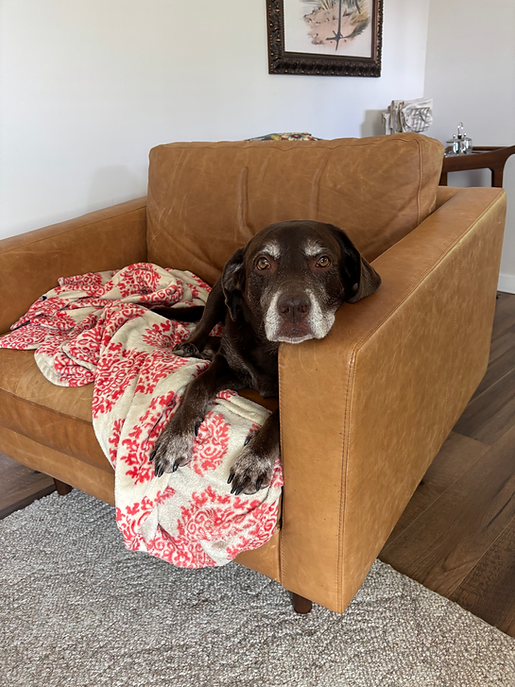 hazel chair.HEIC