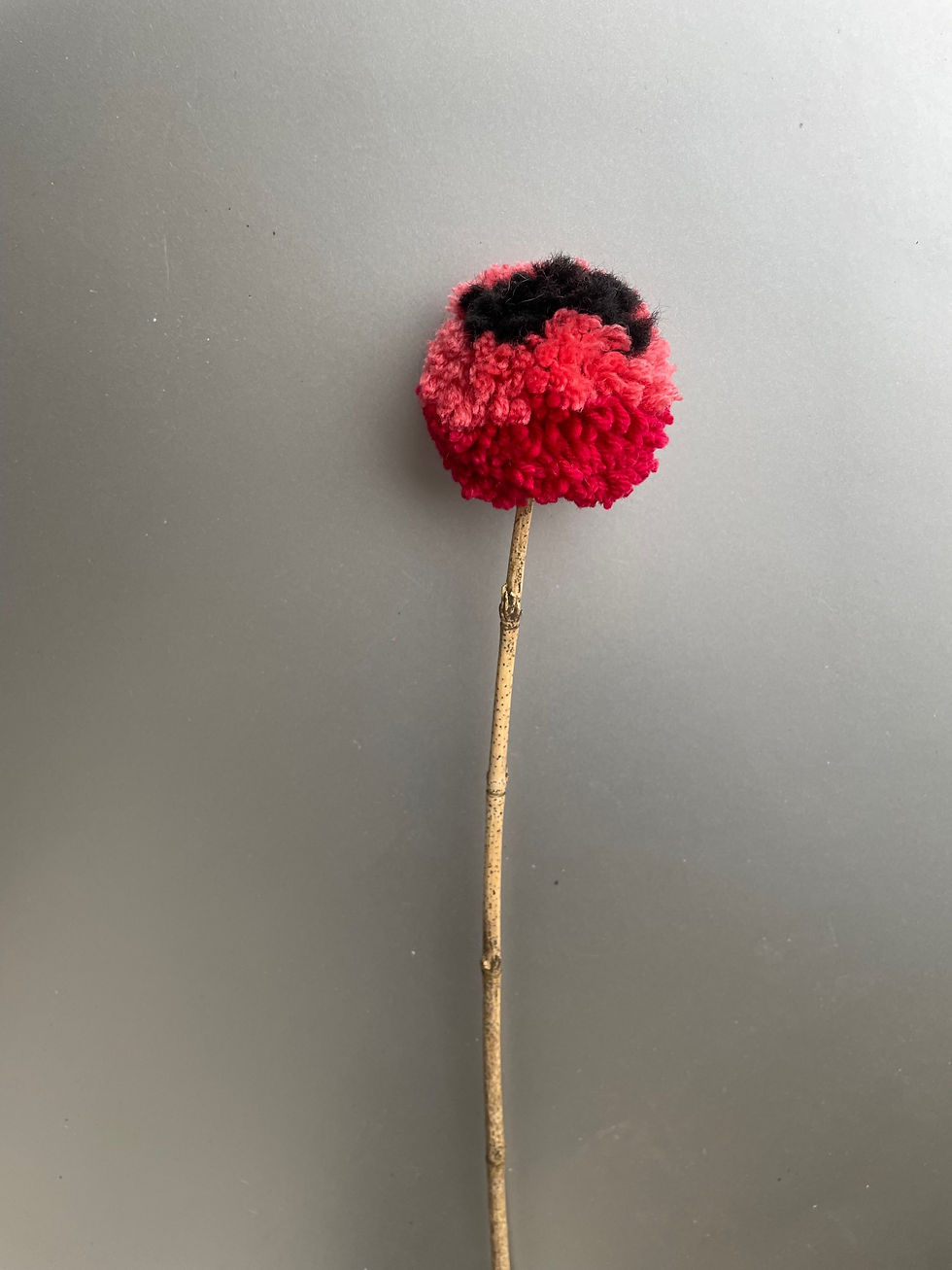 Miniaturbild: Pompon-Blumen einzeln