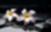 zen-relax-rocks-stones-water-drops-desktop-photo-pair-of-white-purple-and-yellow-petaled-f