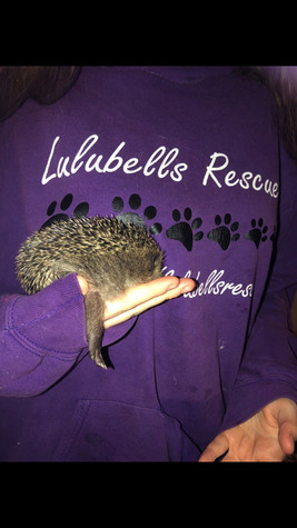 Hedgehog 8.jpeg