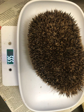 Hedgehog 2.jpeg