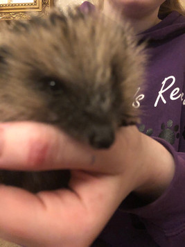 Hedgehog 7.jpeg