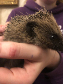 Hedgehog 6.jpeg