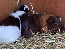 Guinea pigs.jpeg