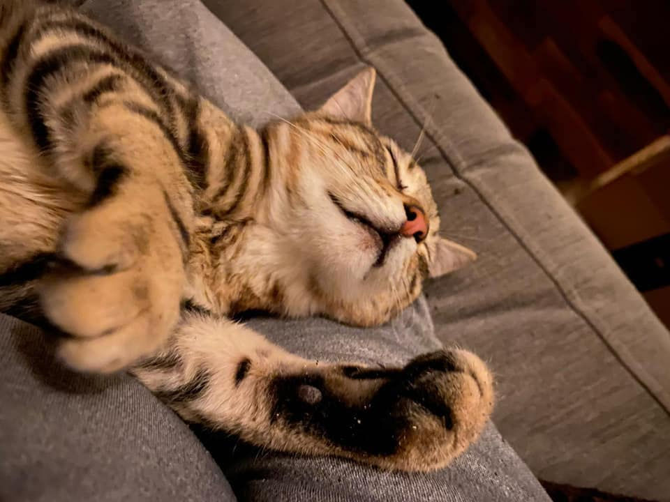 Tabby.jpeg