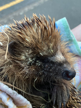 Hedgehog 13.jpeg