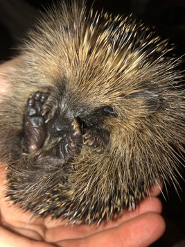 Hedgehog 9.jpeg