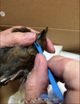 Bird 5.jpeg