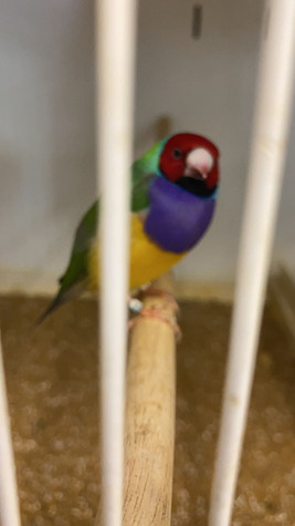 Parrot 1.jpeg