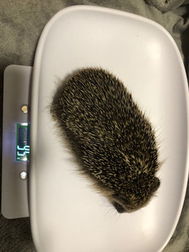 Hedgehog 5.jpeg