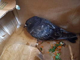 pigeon.jpeg