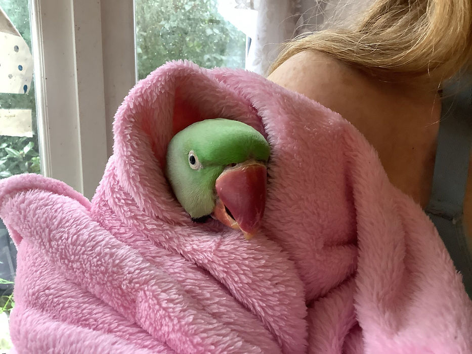 Parrot 2.jpeg