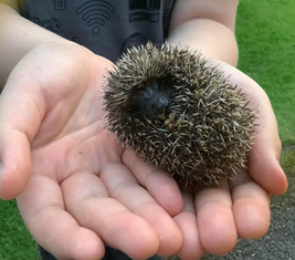 hedgehog.jpeg