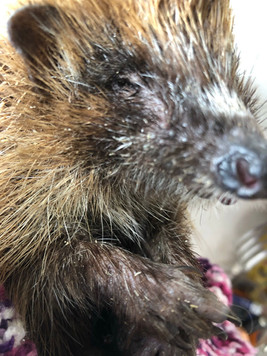 Hedgehog 11.jpeg