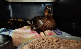 mother and ducklings.jpeg