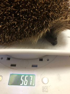 Hedgehog 1.jpeg