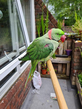 Alexandrine parrot.jpeg