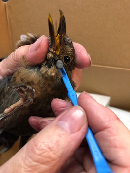 Bird 6.jpeg