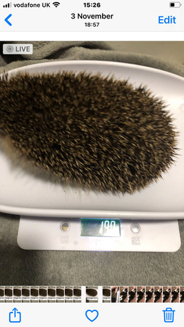 Hedgehog 3.jpeg