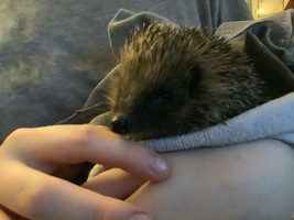 Hedgehog 14.jpeg