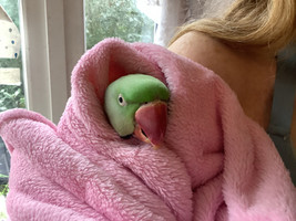 Parrot 2.jpeg