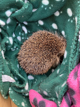 Hedgehog 4.jpeg