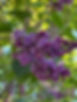 lilacs photo.jpg