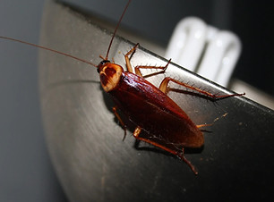 American Roach.jpg