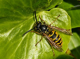 Wasp.jpg