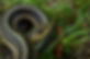 Garter Snake.jpg