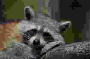 raccoon