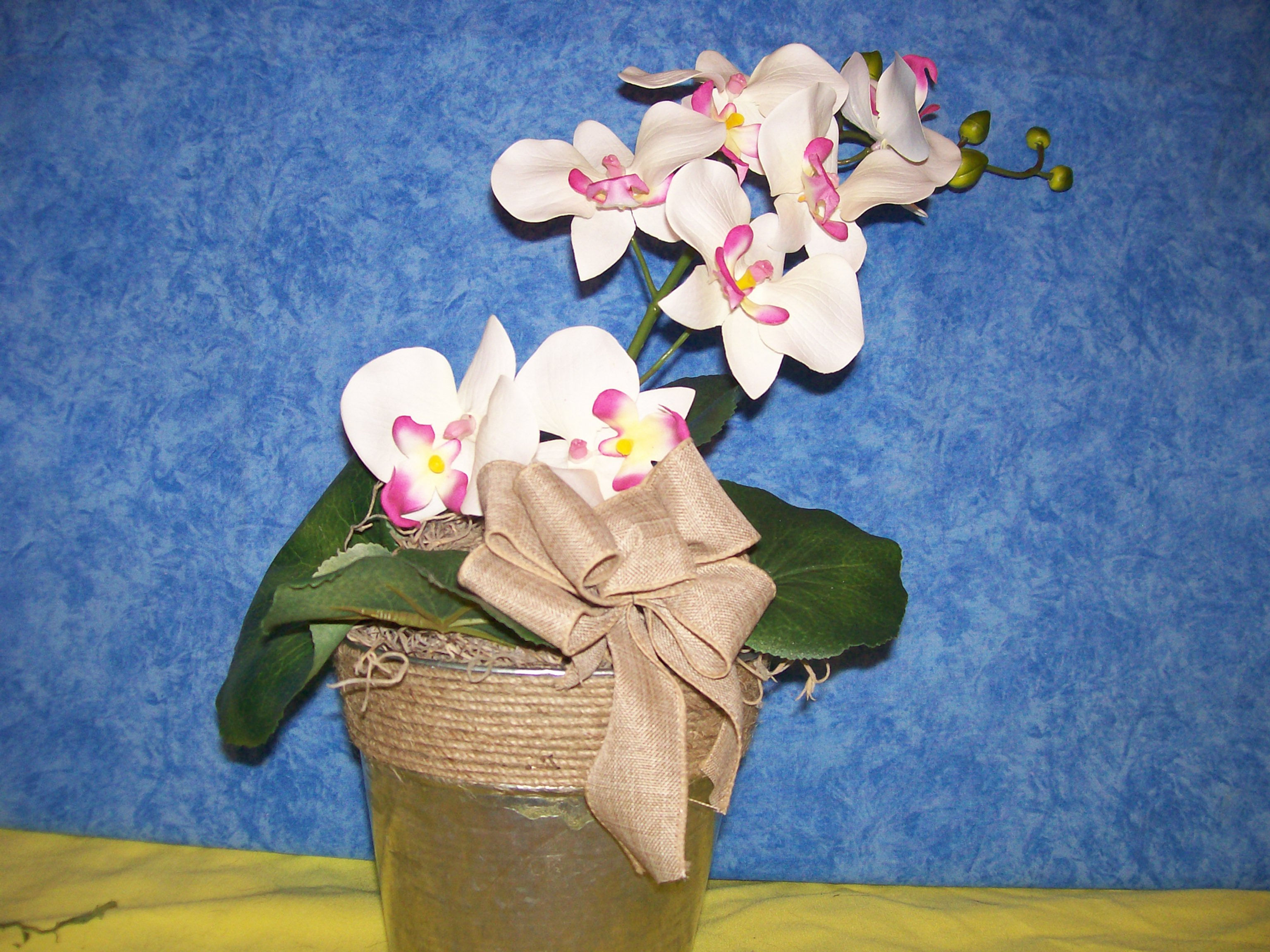 orchid in a pot