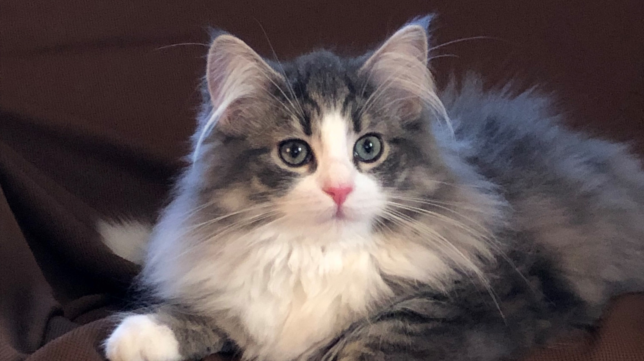 ノルウェージャンフォレストキャットキャッテリー Petit Chouchou