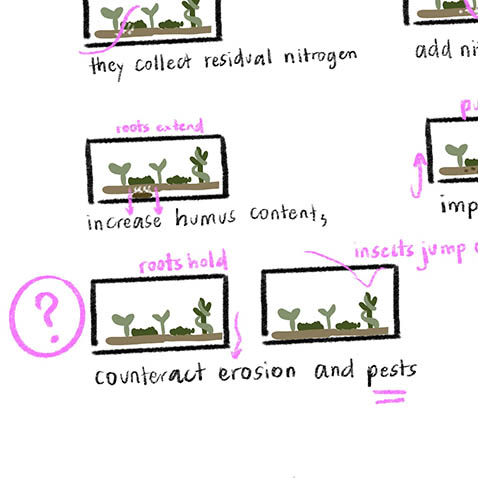 Close-up of illustrated frames for "Cover Crops" script for eco-documentary by Smarti.
