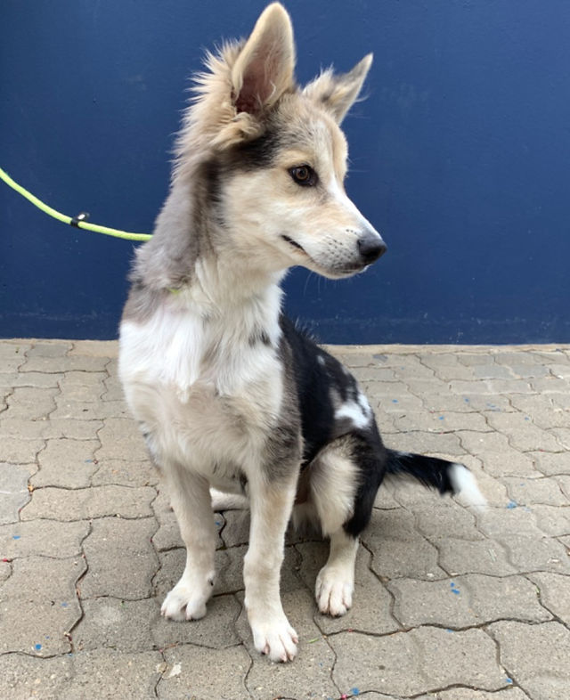 Photo of attentive Hunter at SPCA Windhoek.