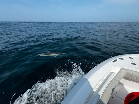 Dolphins often come close to check out the boat and surf in our wake offshore.