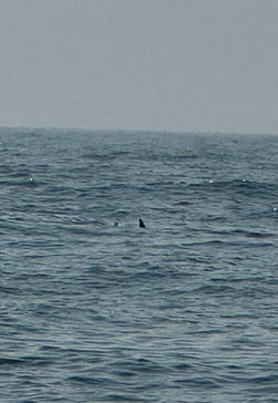 Shark Fin