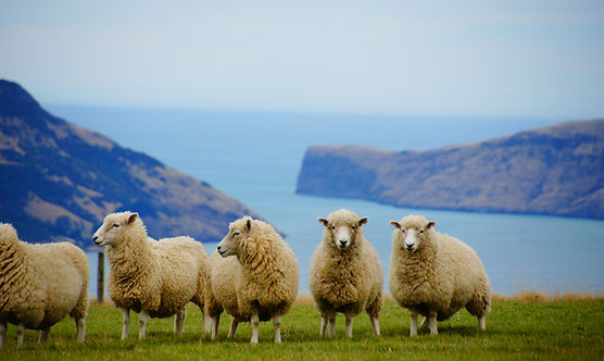new-zealand-225540.jpg