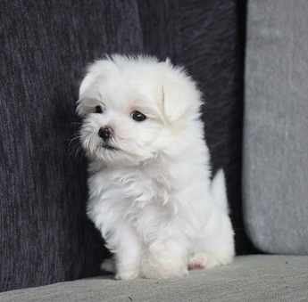maltese.jpeg