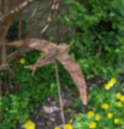Willow Swift Bird Swallow