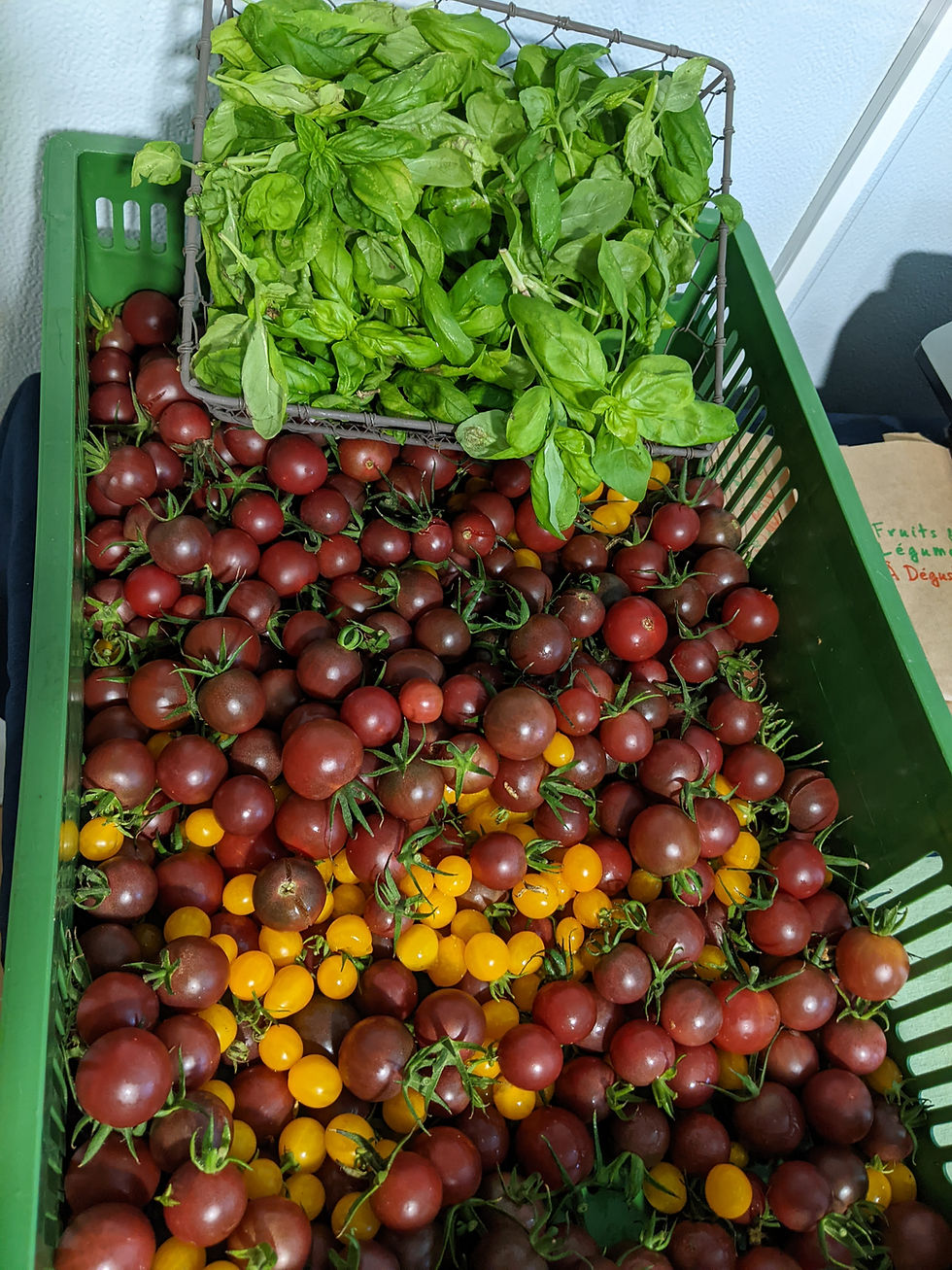 Thumbnail: Black plum tomato
