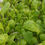 Thumbnail: Bunch of green & red mustard
