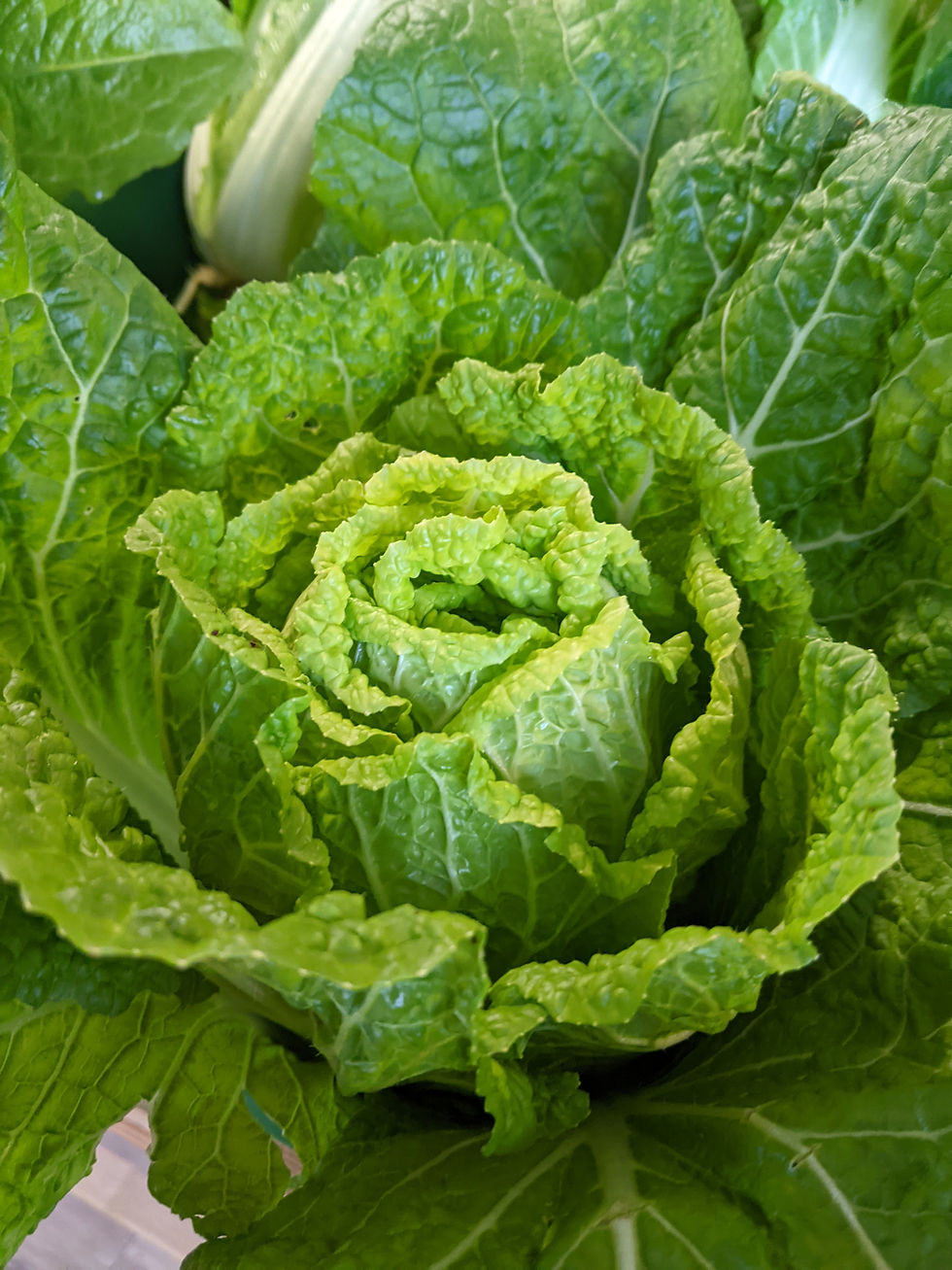 Thumbnail: Chinese cabbage
