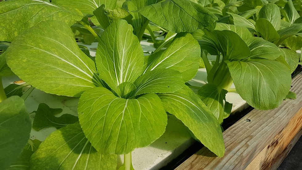 Thumbnail: Pak Choi cabbage 
